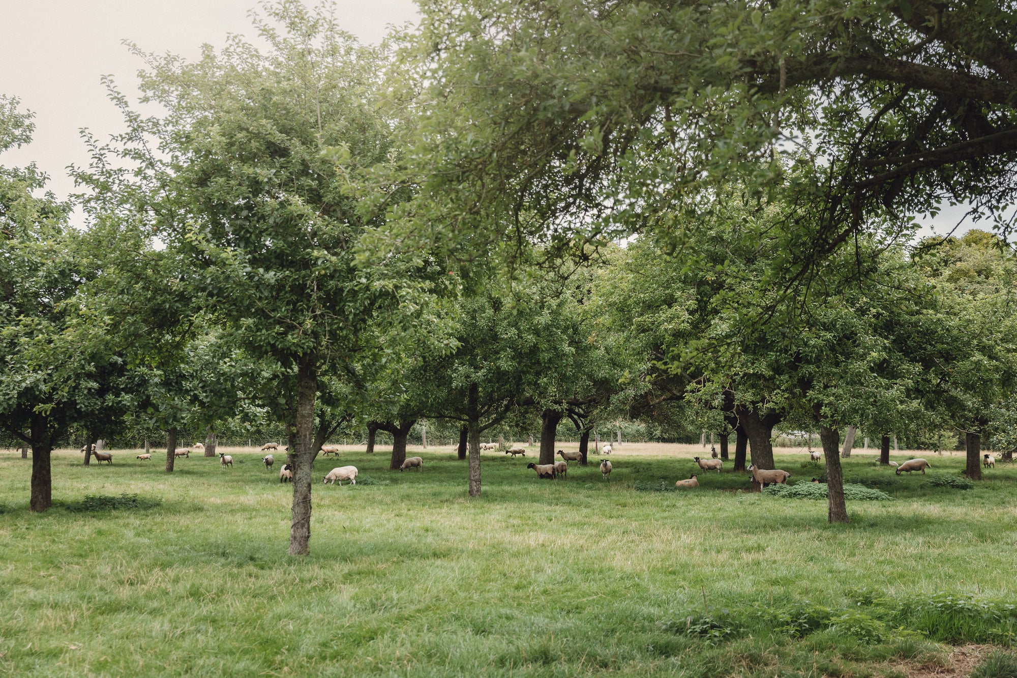 A low intensity, traditional, unsprayed standard orchard in the Teme Valley providing a mix of heritage cider apple varieties that go into Robinsons Cider. They are rich in biodiversity with healthy, fertile soil