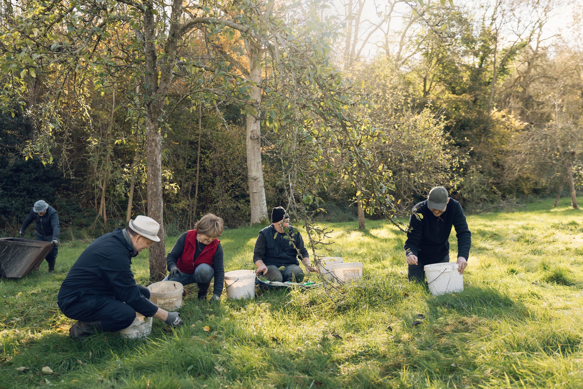 Some of our growers still harvest their apples by hand. We think it makes the cider taste better.