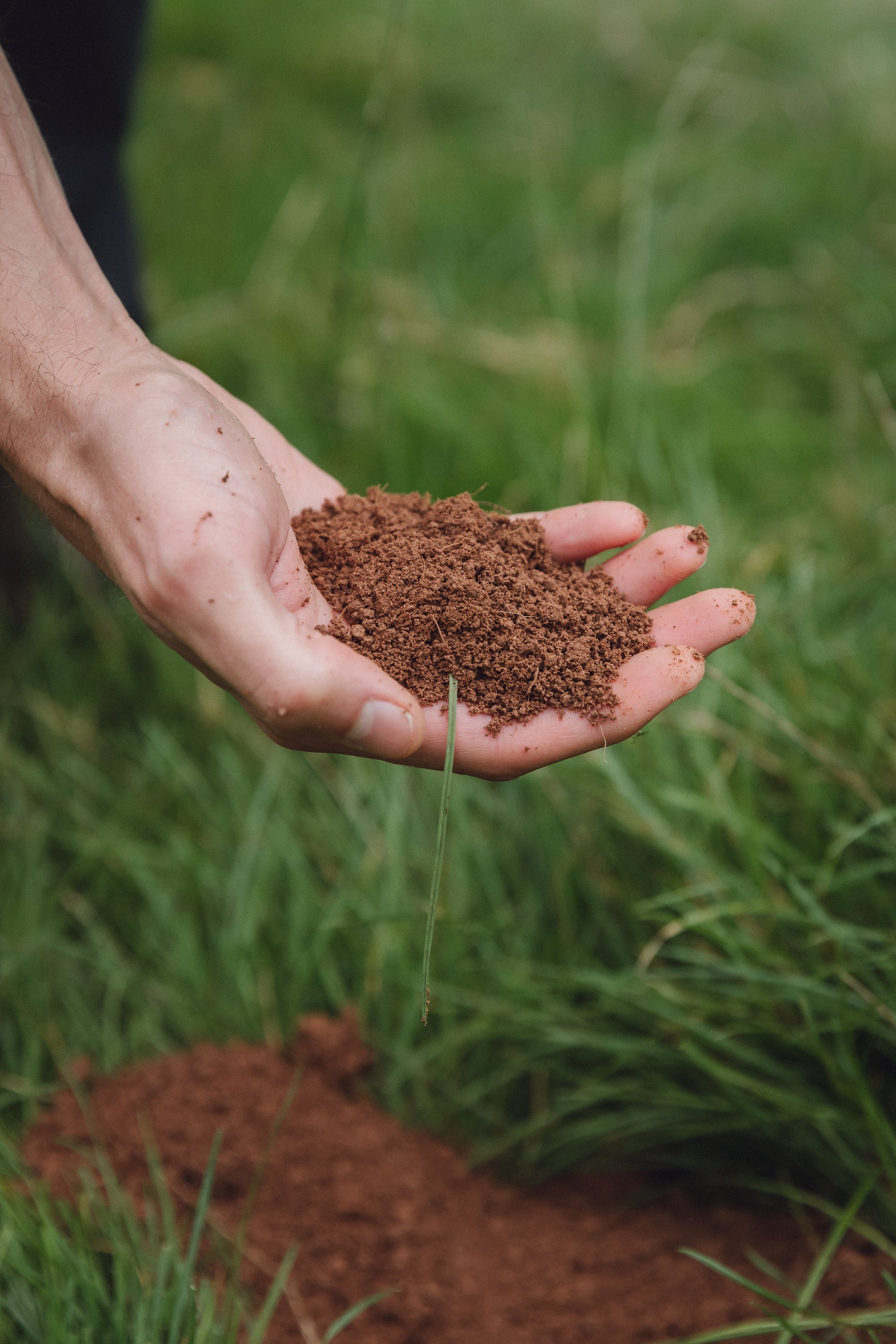 In one of Robinsons traditional orchards in the Teme Valley, an example of the loamy soils rich in clay and sandstone that provide a perfect environment for growing traditional apple trees