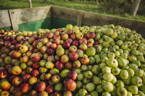 A pile of hand-picked traditional unsprayed cider apples harvested in the Teme Valley