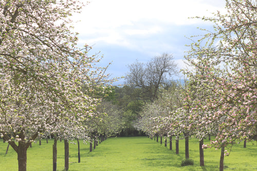 An award winning standard orchard  in blossom near Weobley in Herefordshire with a mix of traditional cider apple varieties