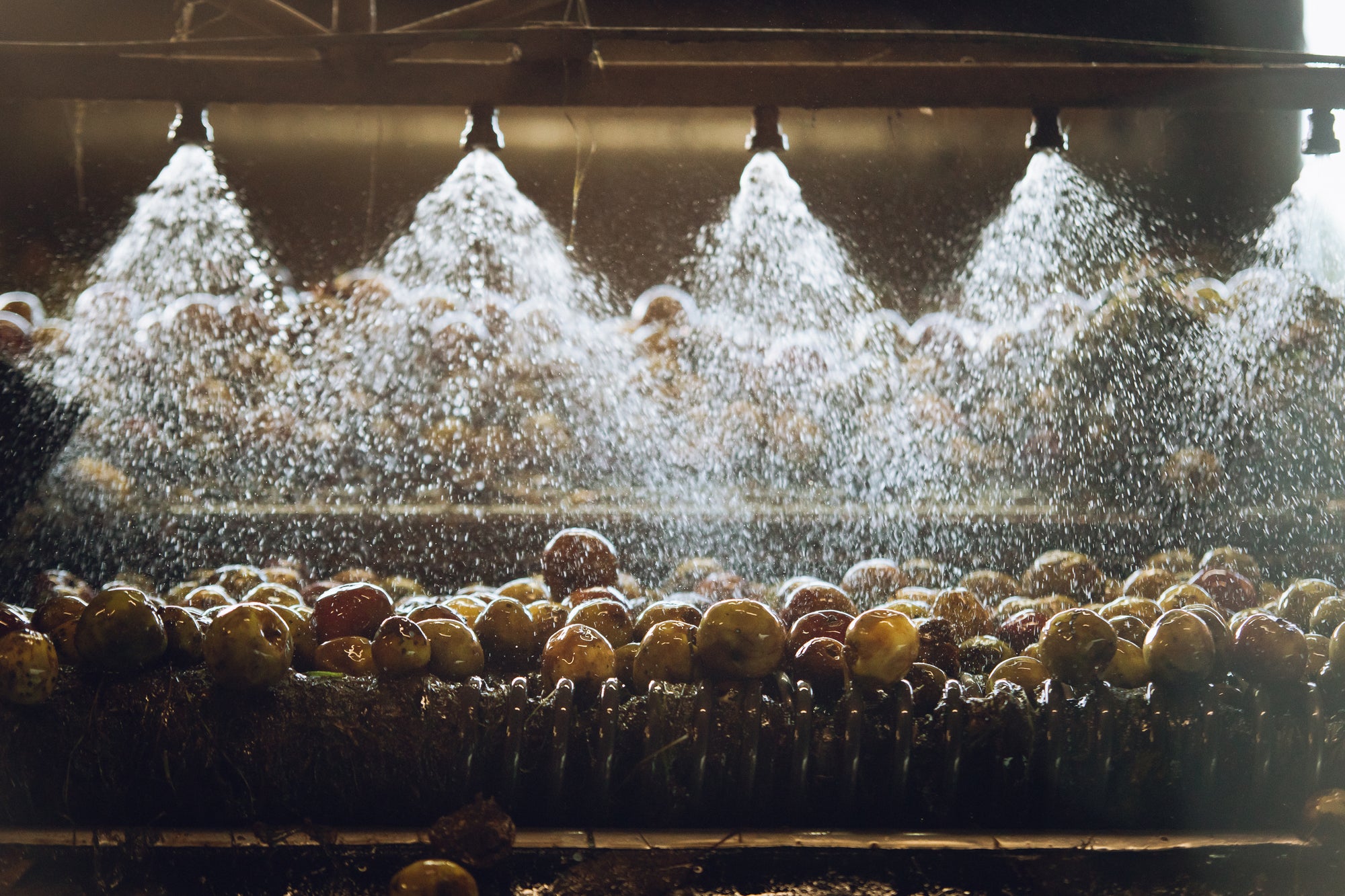 Our unsprayed, traditional cider varieties being washed before being milled and pressed following the harvest in October