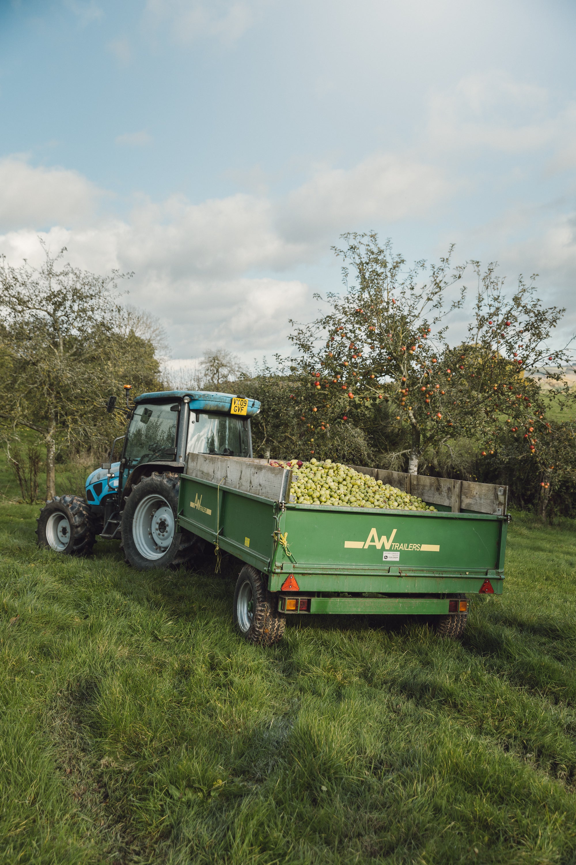 A trailer full of hand picked, unsprayed apples being taken to the press during the apple harvest