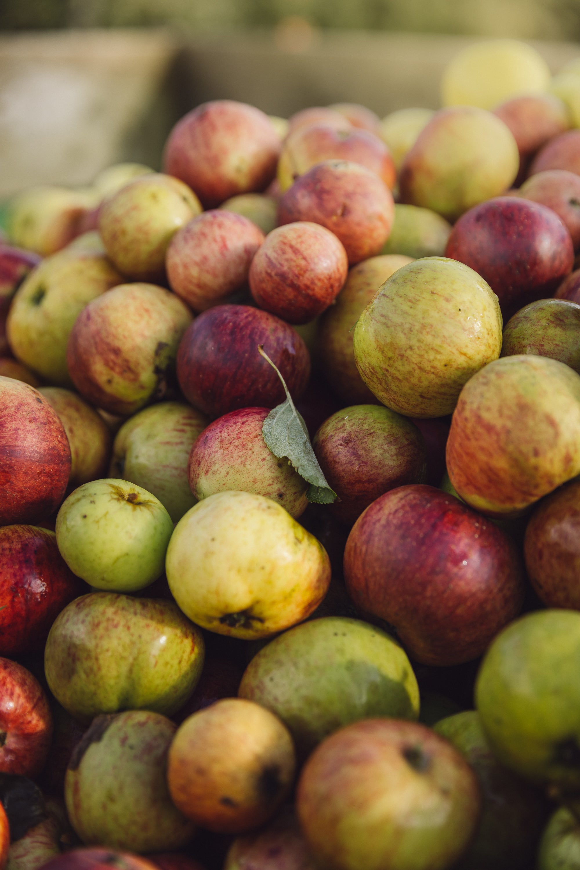 Robinsons use unsprayed traditional tannic cider apple varieties, a mix of bittersweets and bittersharps from growers in Herefordshire and the Teme Valley